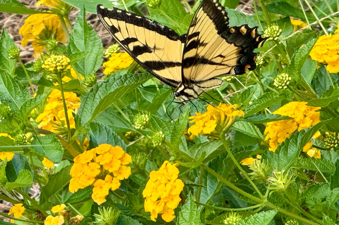 Butterfly
