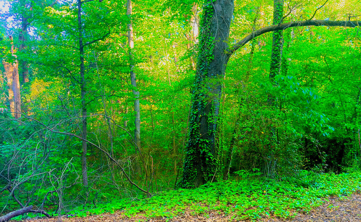 Forest